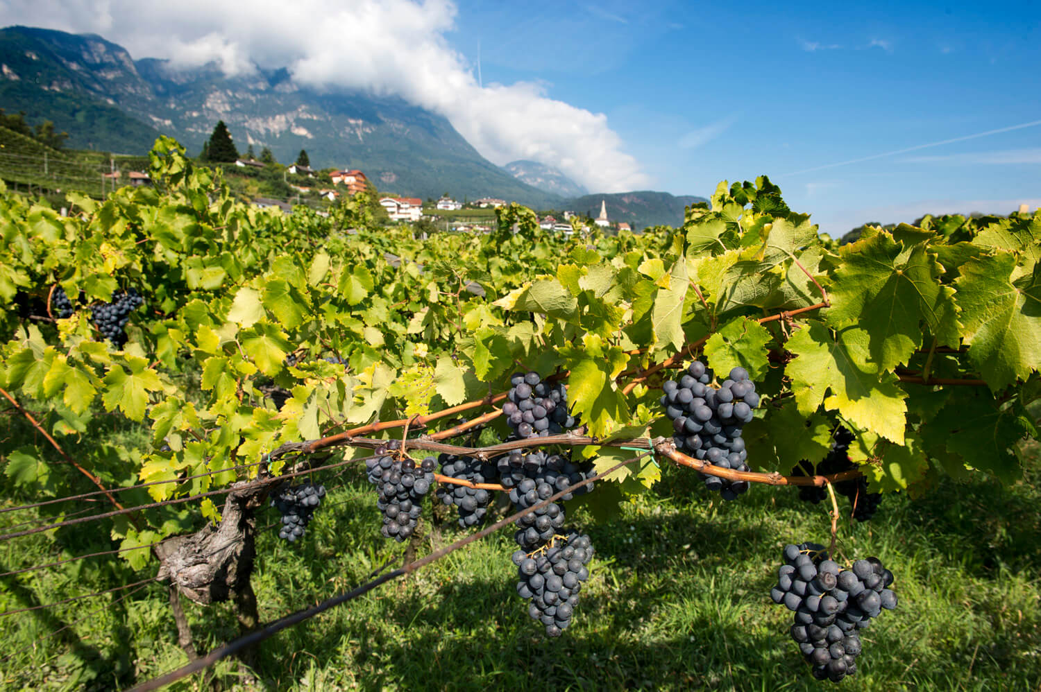 grapes garden